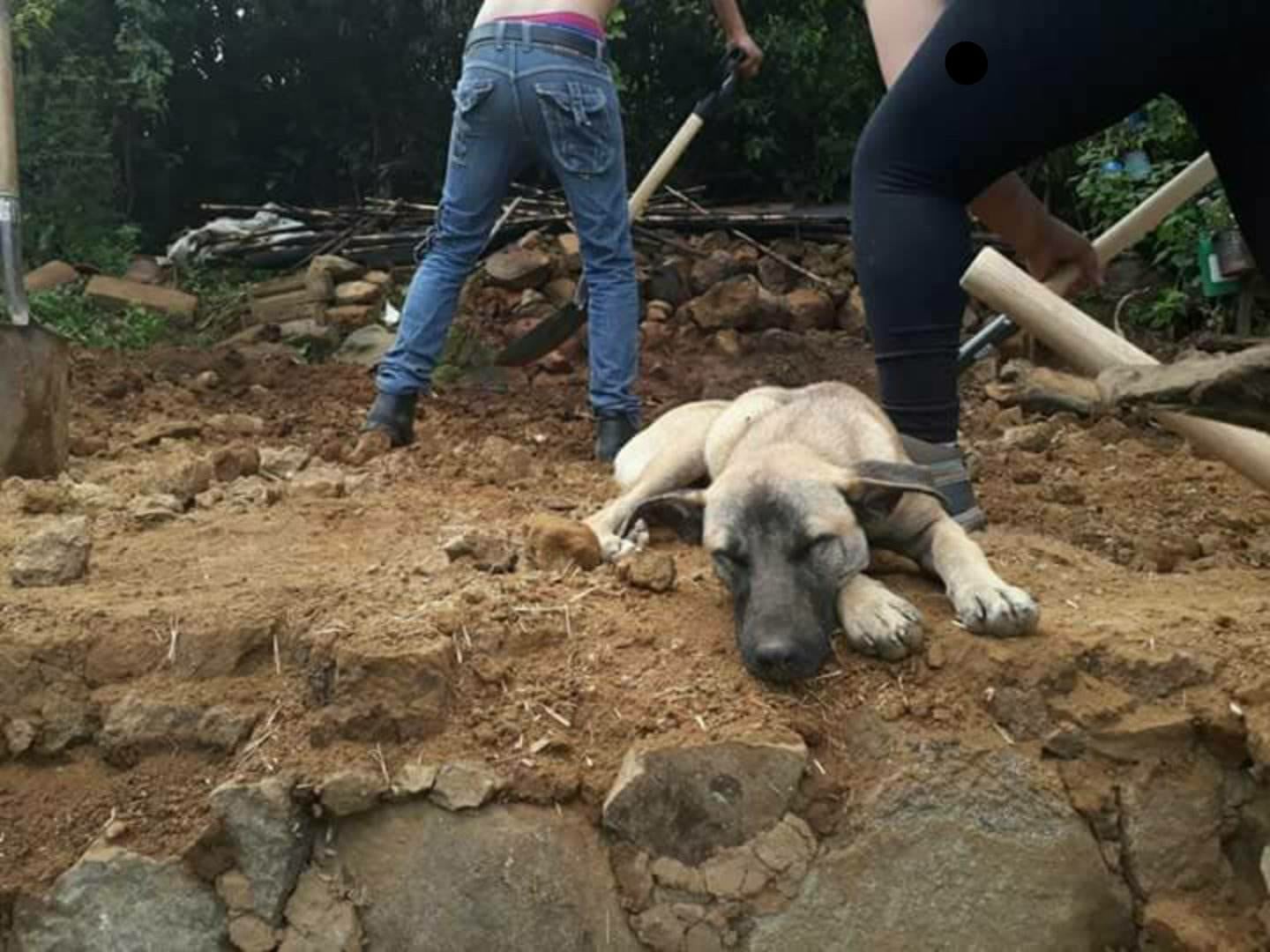 Jacinto espera a su dueño