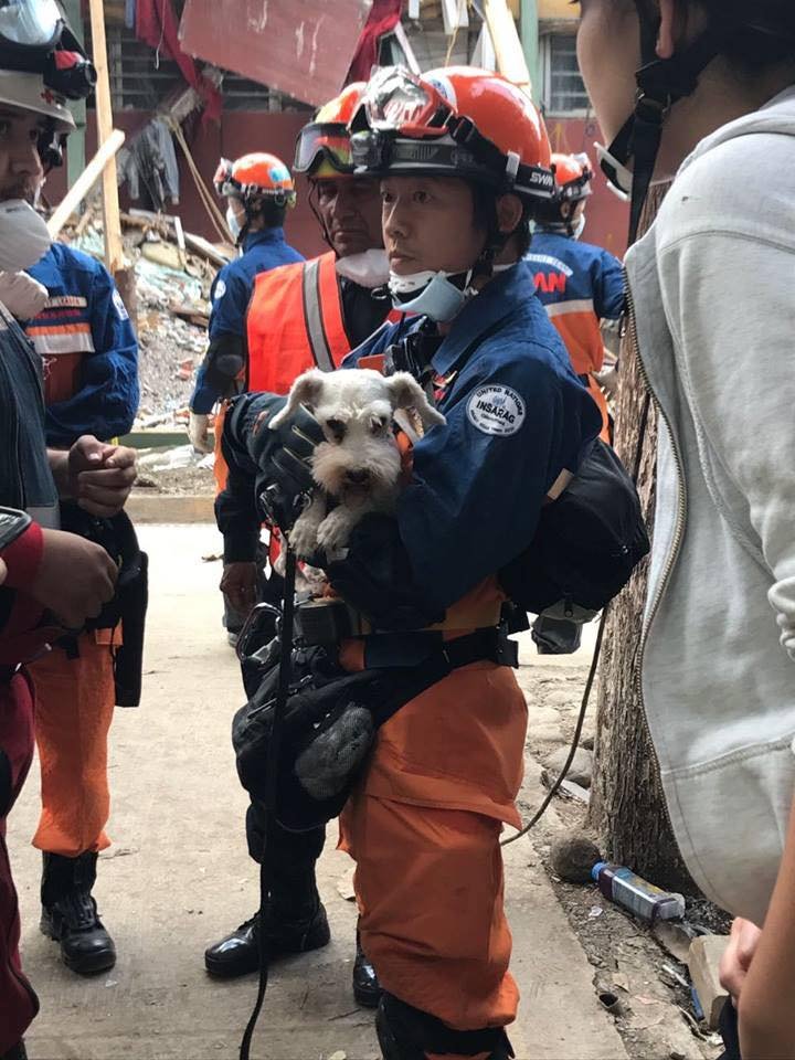 Rescatan a un perro que estuvo atrapado 5 días bajo los escombros que dejó el terremoto en México 2 Junior rescatado