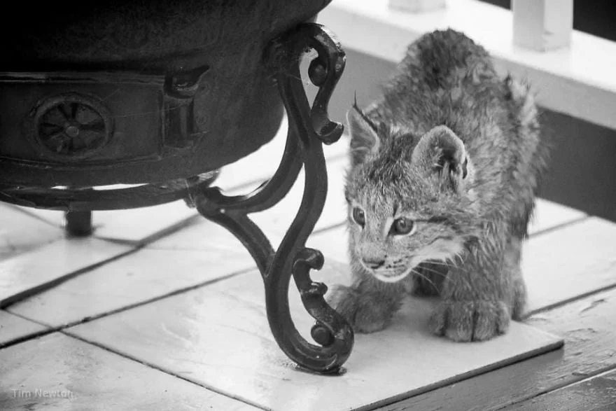Lince acechando Lince acechando