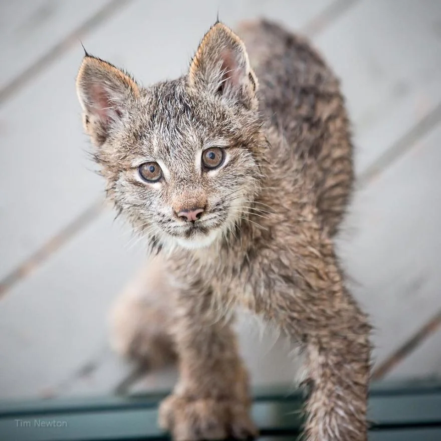 Lince observando Lince observando
