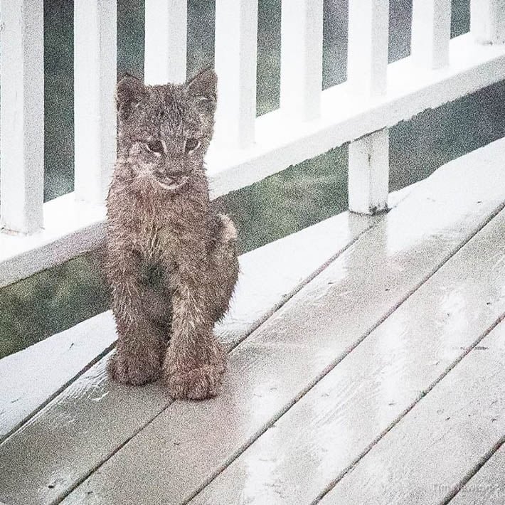 Lince Lince