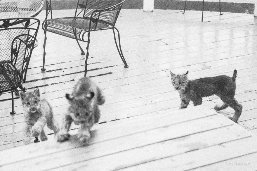 Linces en el porche Linces en el porche
