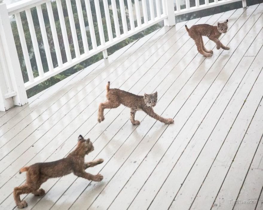 Linces jugando en la terraza Linces jugando en la terraza