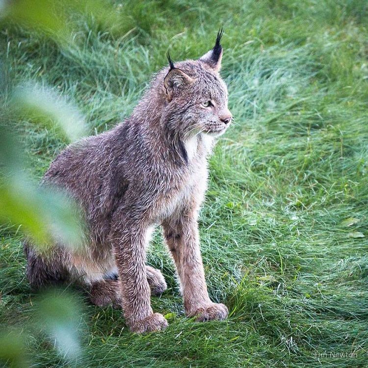 Madre lince Madre lince