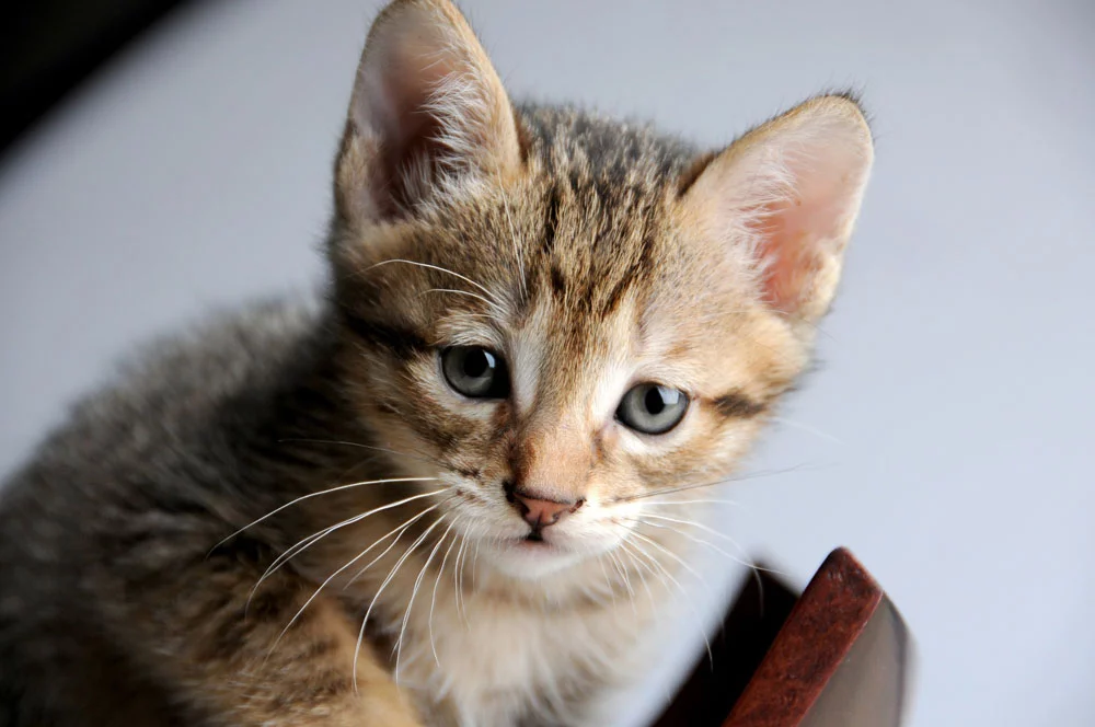 Otitis en gatos Otitis en gatos