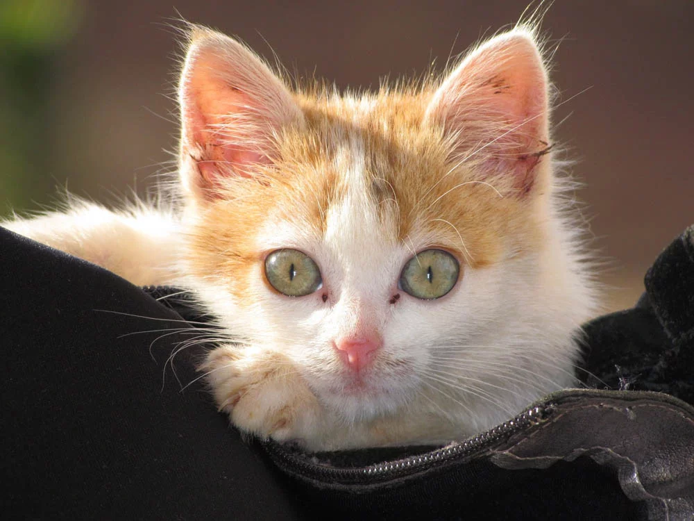 Otitis felina Otitis felina
