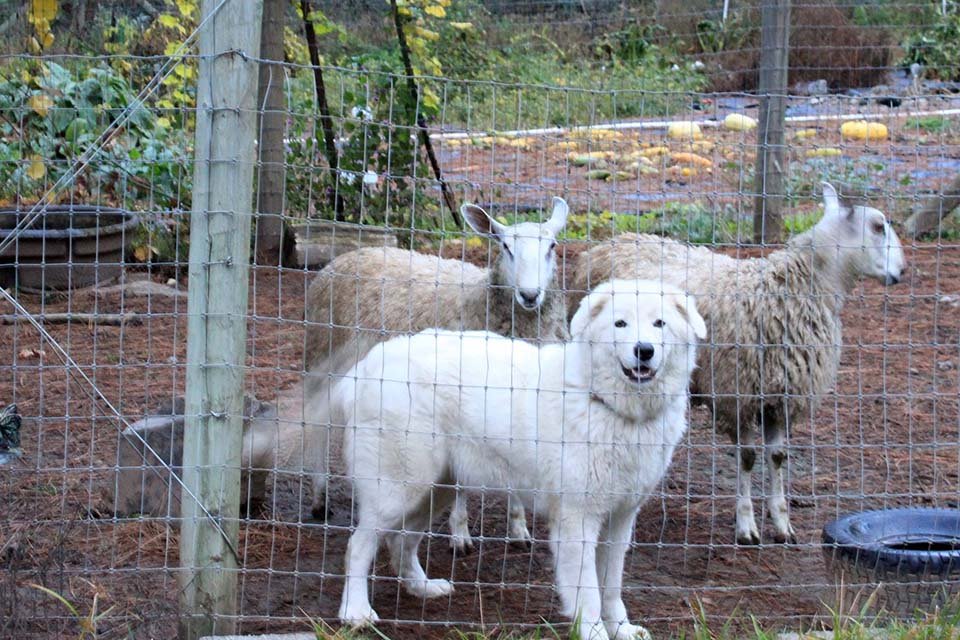 Ovejas y uno de los perros