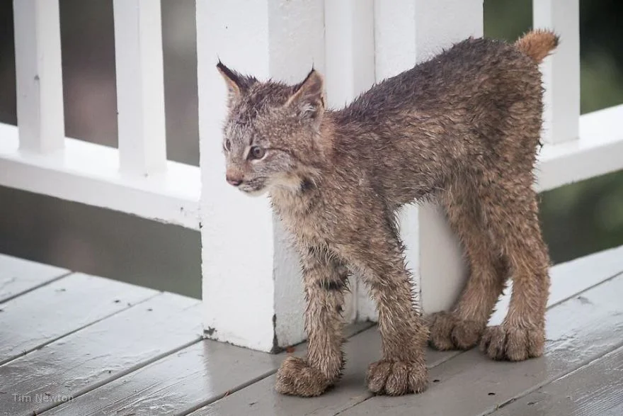 Pequeño lince Pequeño lince