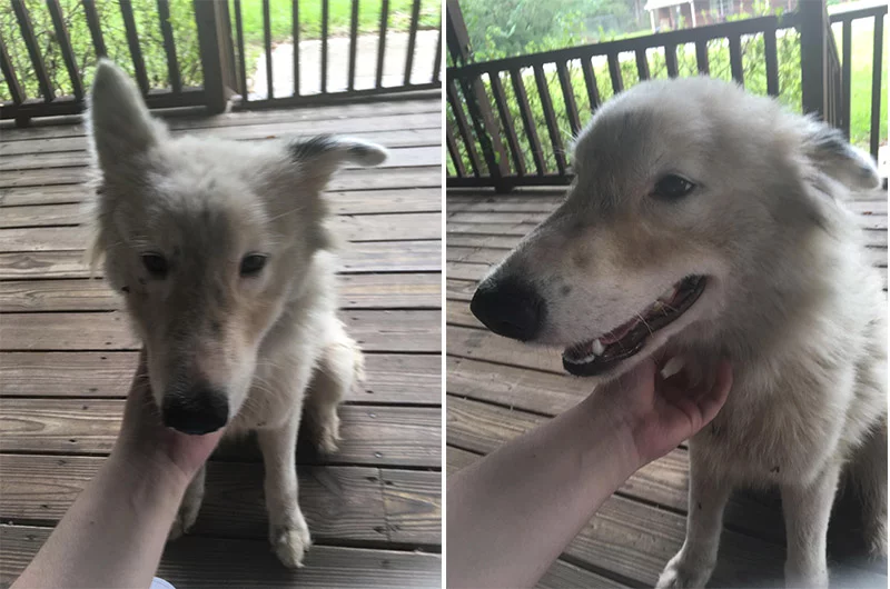 Perrita buscaba ayuda