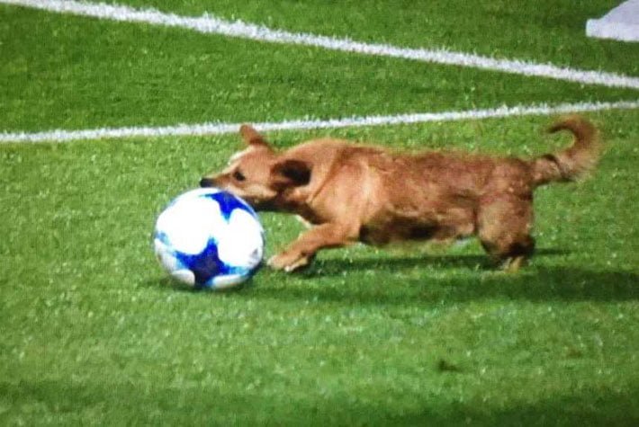 Perrita en la cancha