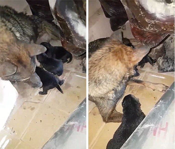 Perrita salva cachorros