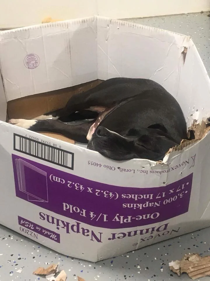 Perro duerme en una caja Perro duerme en una caja