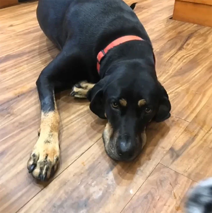 Perro durante tormenta