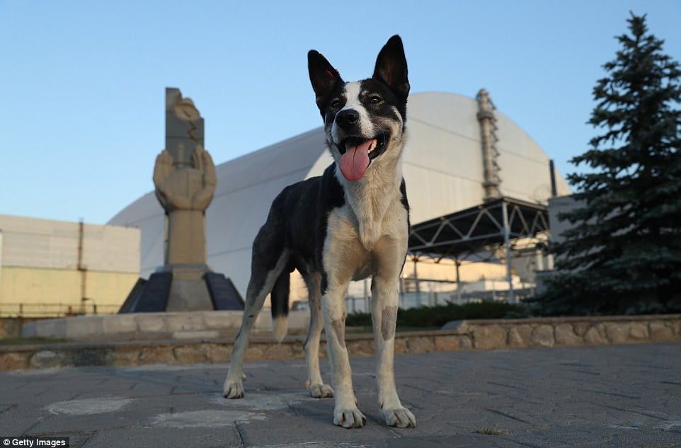 Perro en Chernóbil