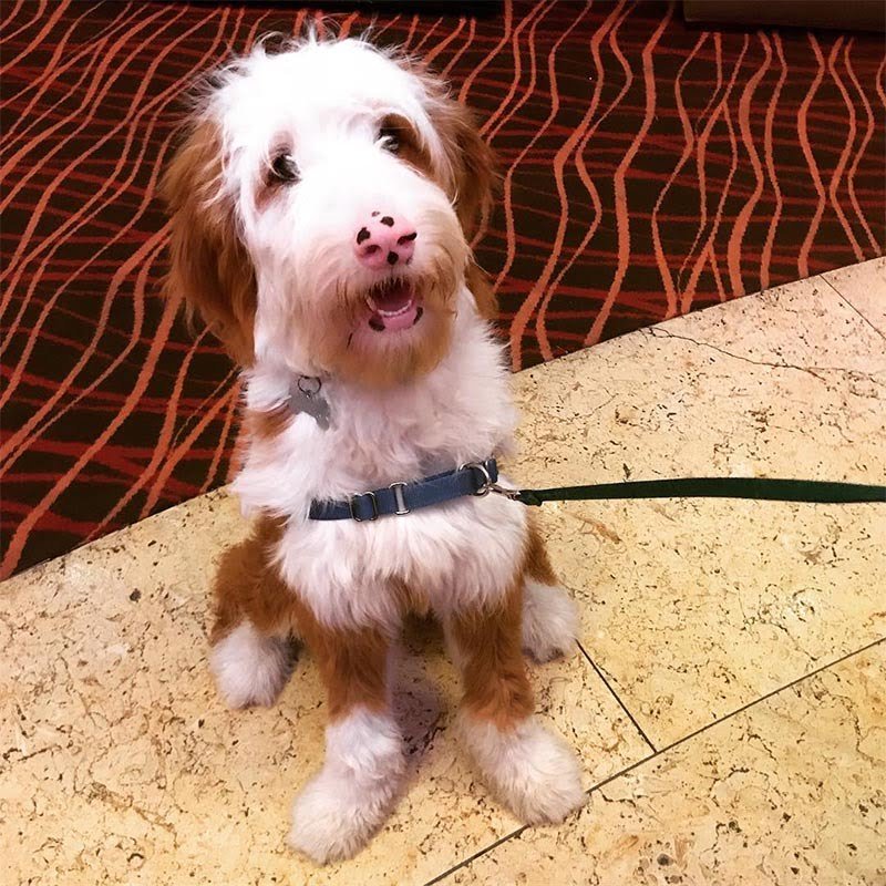 Hotel permitió a más de 900 perros y sus familias refugiarse del huracán Irma en Orlando 7 Perro en el hotel