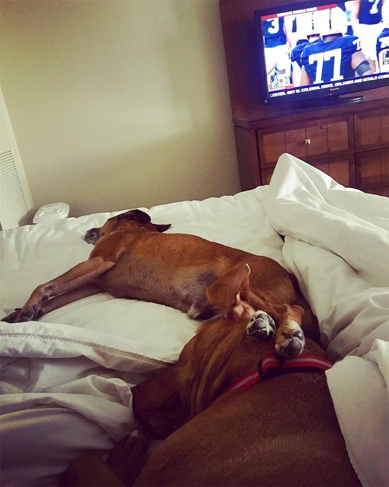 Hotel permitió a más de 900 perros y sus familias refugiarse del huracán Irma en Orlando 9 Perro en habitación de hotel