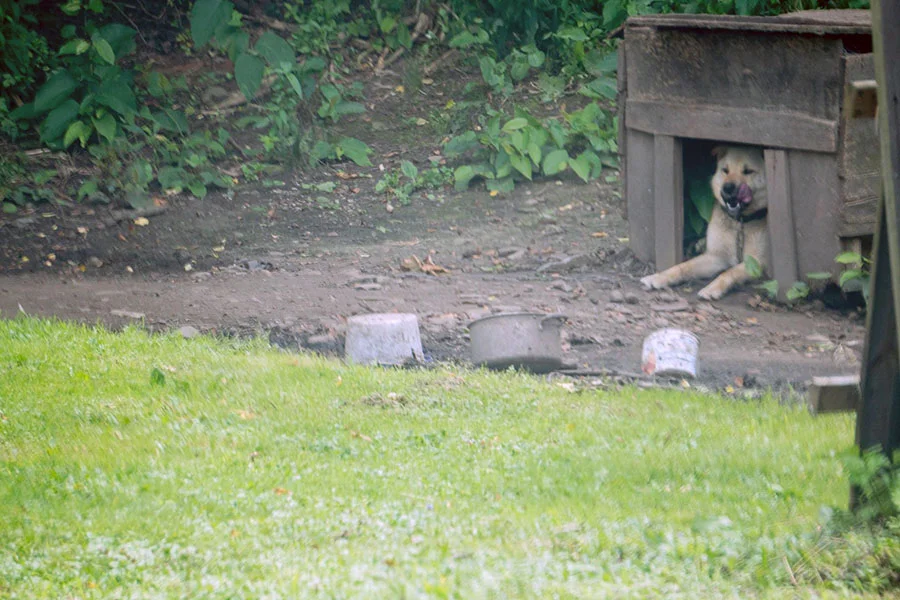Perro encadenado