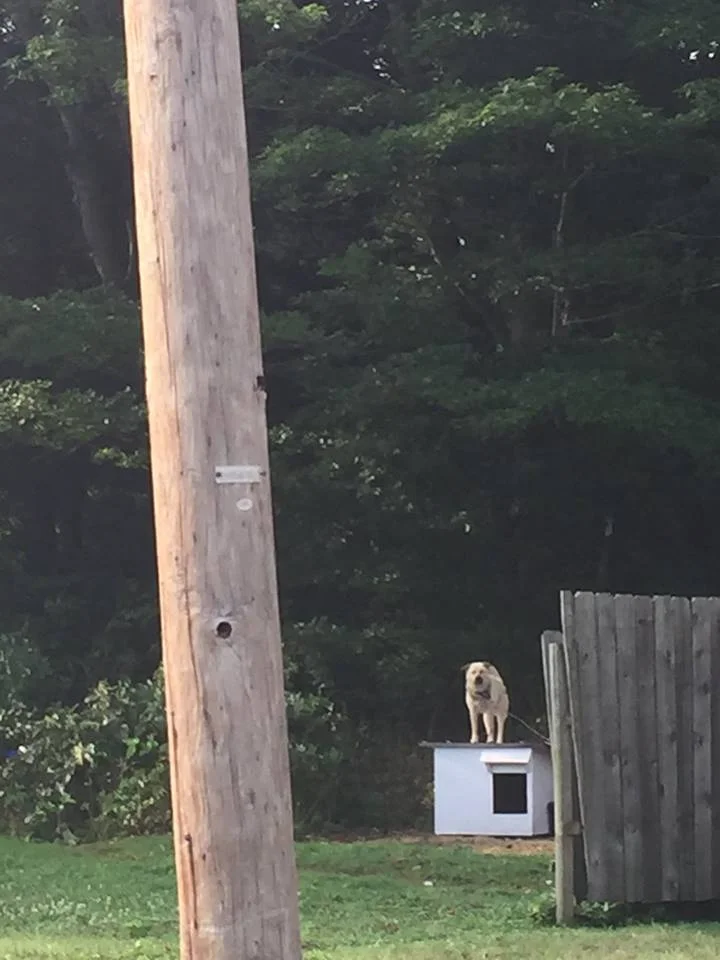 Perro está encadenado