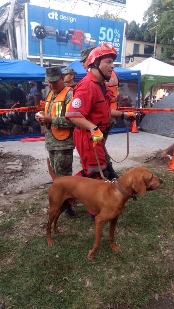Perro héroe