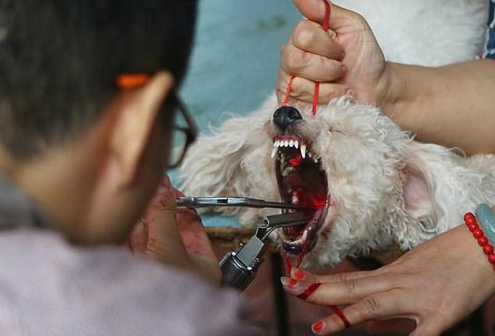 Perro operado Perro operado