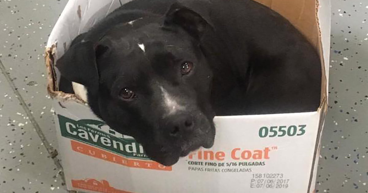 Perro rescatado de las calles todavía duerme en su caja de cartón para sentirse seguro 1 Perro rescatado aún duerme en una caja de cartón