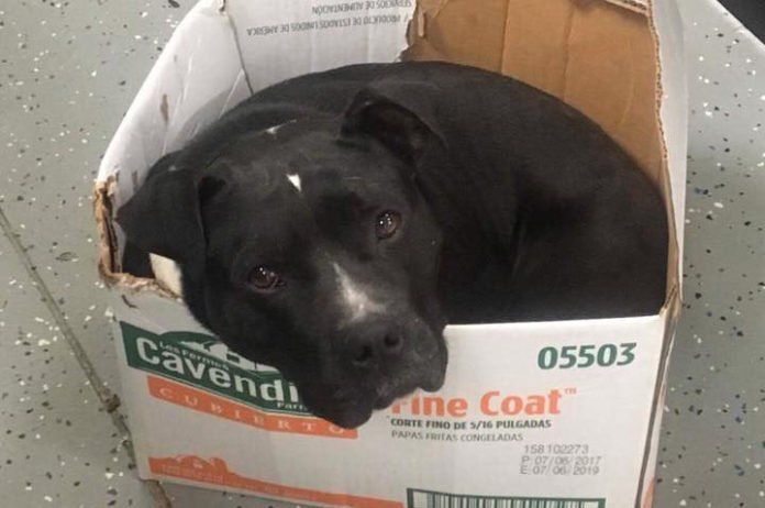 Perro rescatado duerme en caja de cartón