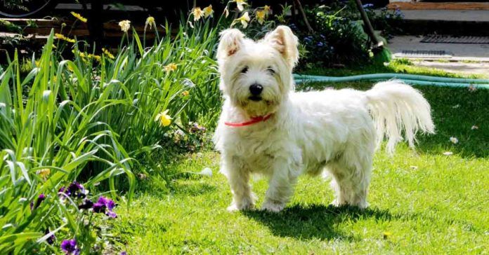 Perro west highland white terrier