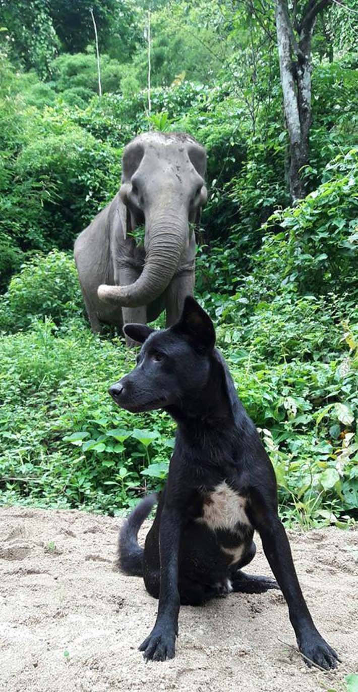 Perro y elefante