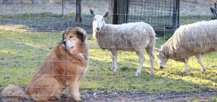 Perro y ovejas