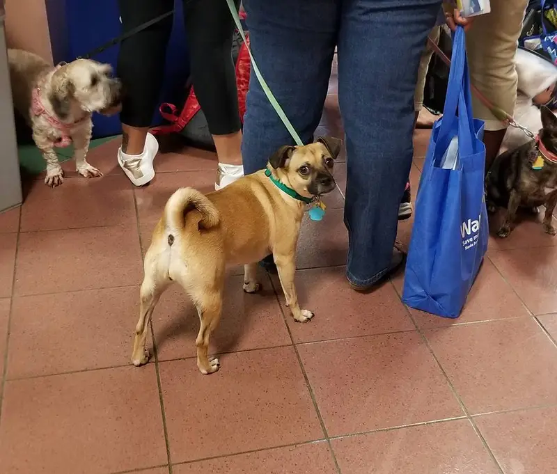 Perros