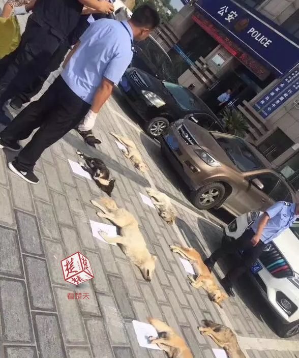 Perros asesinados