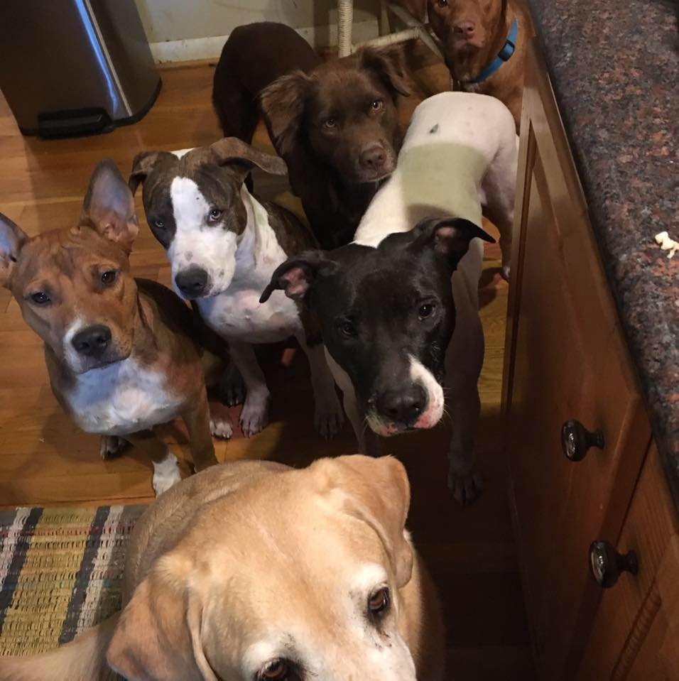Perros de Sali Perros de Sali