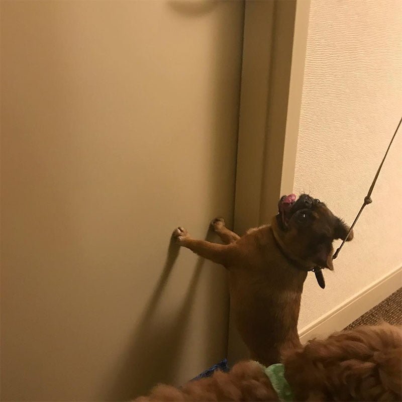 Hotel permitió a más de 900 perros y sus familias refugiarse del huracán Irma en Orlando 8 Perros en hotel