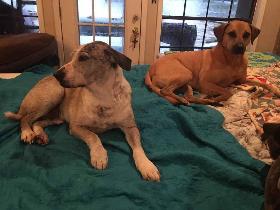 Perros encima de mesas