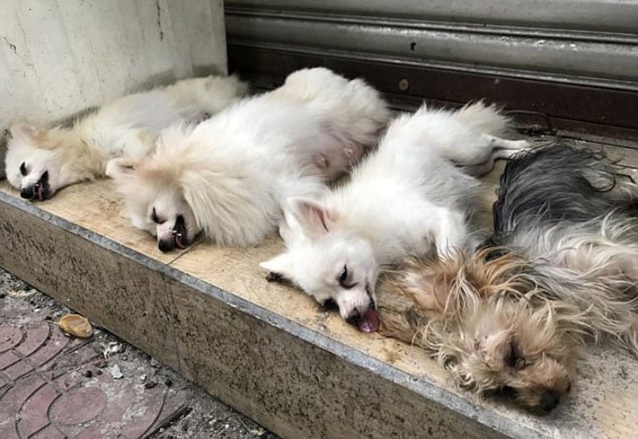 Perros intervenidos Perros intervenidos