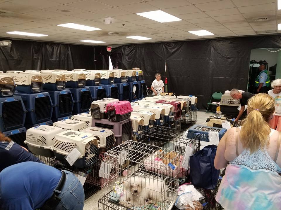 Perros refugiados del huracán
