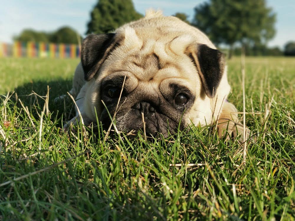 Los perros braquicéfalos como el Pug sufren problemas respiratorios debido a su morfología Los perros braquicéfalos como el Pug sufren problemas respiratorios debido a su morfología