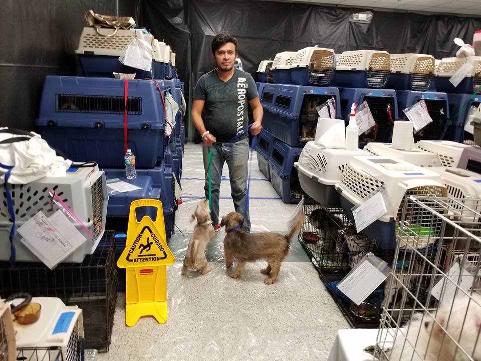 Refugio de animales