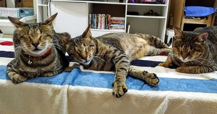Tres gatos amorosos