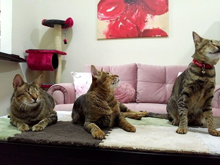 Tres gatos ciegos