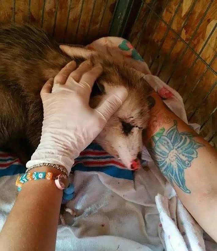Zarigüeya embarazada en recuperación