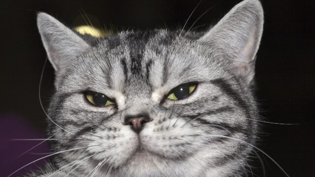 Cara de un gato american shorthair atigrado plateado