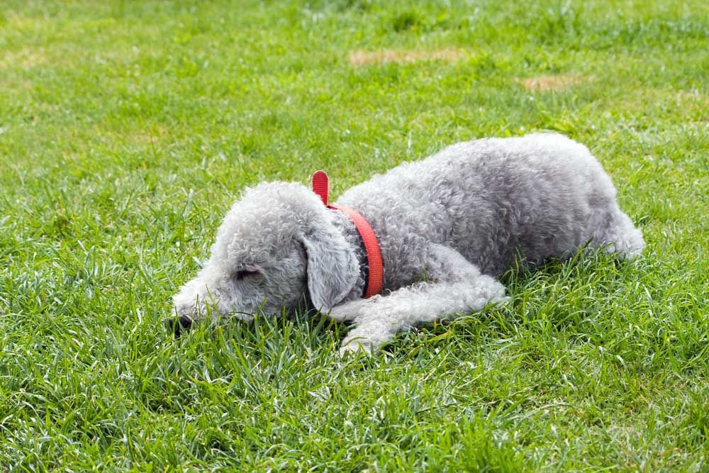 Perro Bedlington terrier