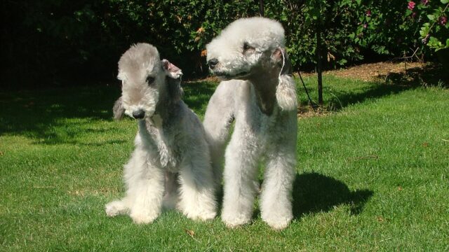 Dos bedlington terriers blancos de pie y sentado sobre el pasto