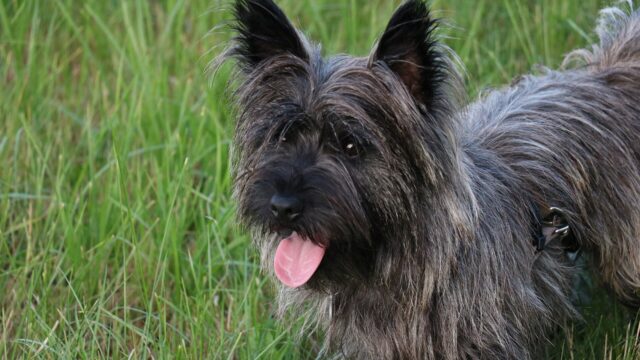Cairn terrier gris oscuro echado en el pasto con la lengua afuera