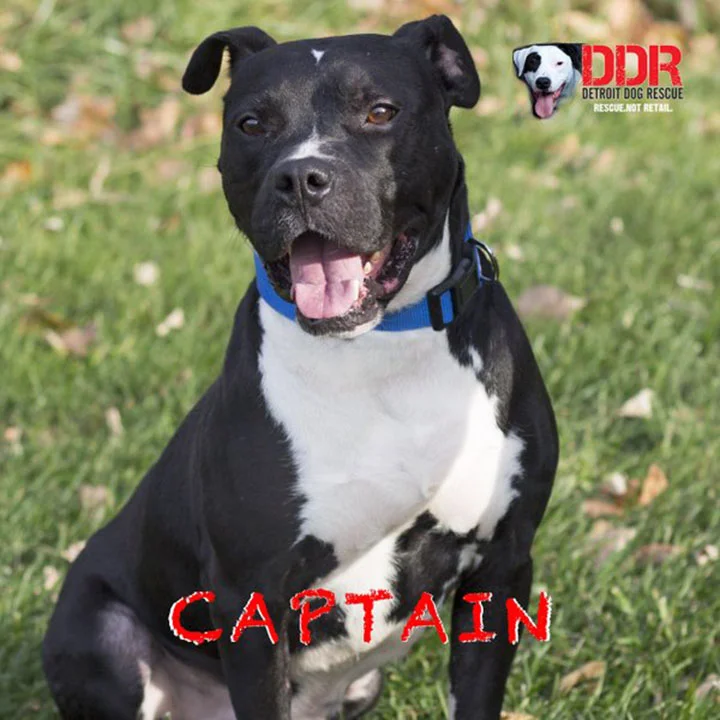 Perro rescatado de las calles todavía duerme en su caja de cartón para sentirse seguro 2 Captain