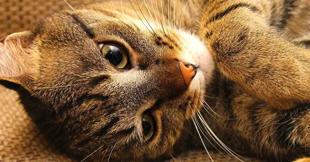 Te Enseñamos Cómo Preparar un Botiquín para Gatos 4 La otitis en gatos