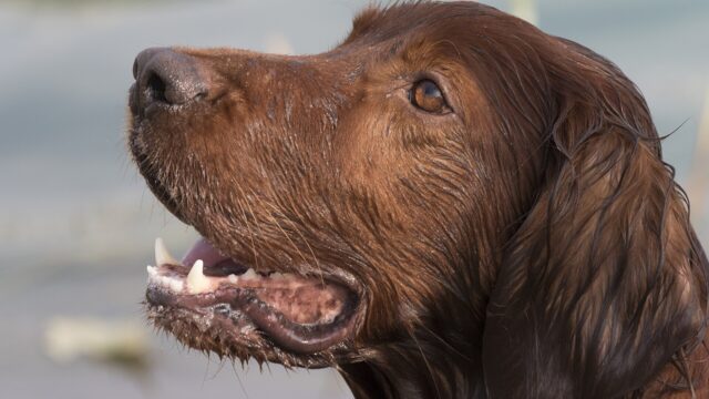 Cabeza de un setter irlandés rojo de perfil, mojado, con la boca abierta