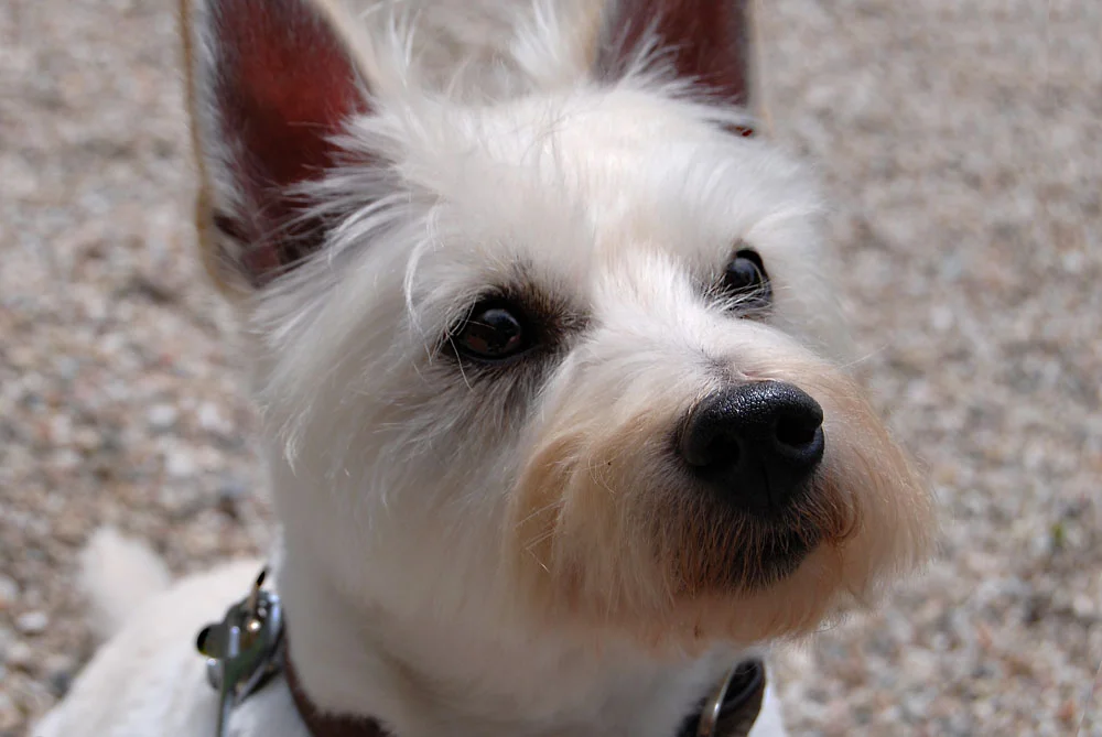 West highland white terrier West highland white terrier
