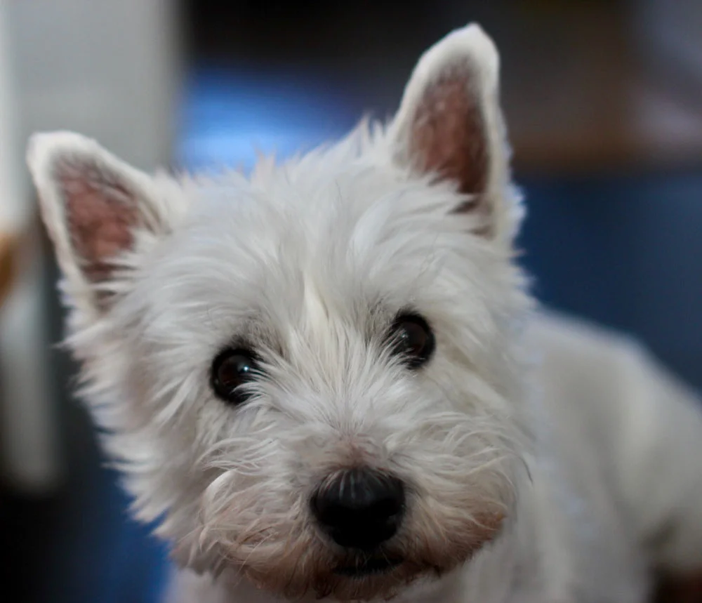 El West Highland white terrier es también conocido como Westie o Westy El West Highland white terrier es también conocido como Westie o Westy